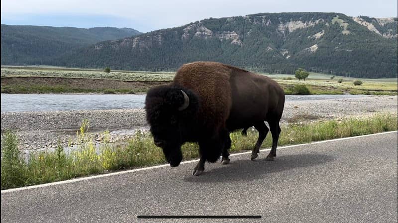 Yellowstone wolftracker - Image 1