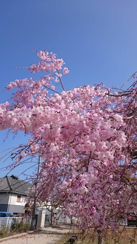 Bungotakadashi Central Park - Image 1