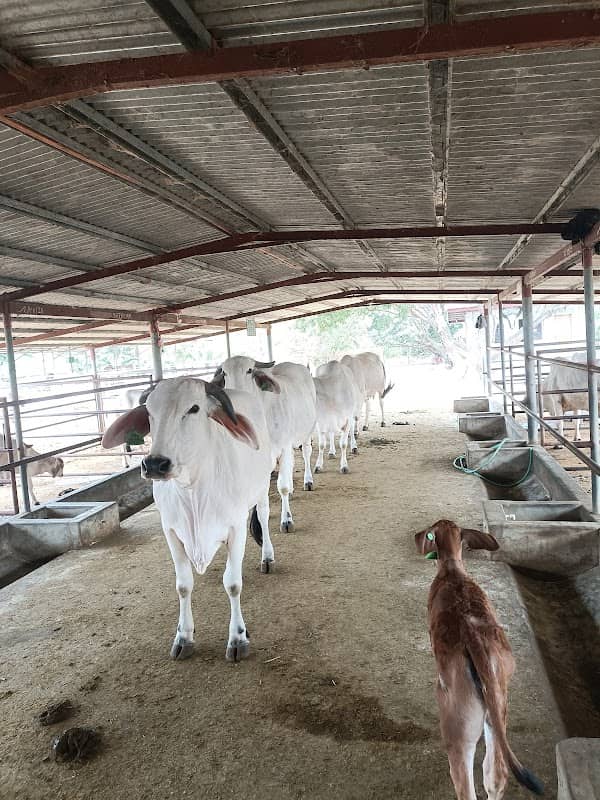 Le Ferme (The Farm) - Image 1