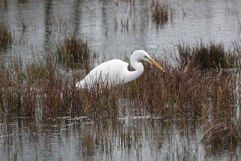 Grisedale Hide - Image 3