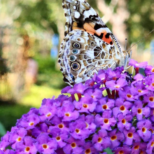 Knollcrest Butterfly Garden - Image 1