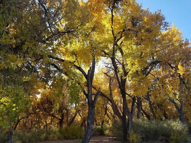 Bosque Park - Image 1
