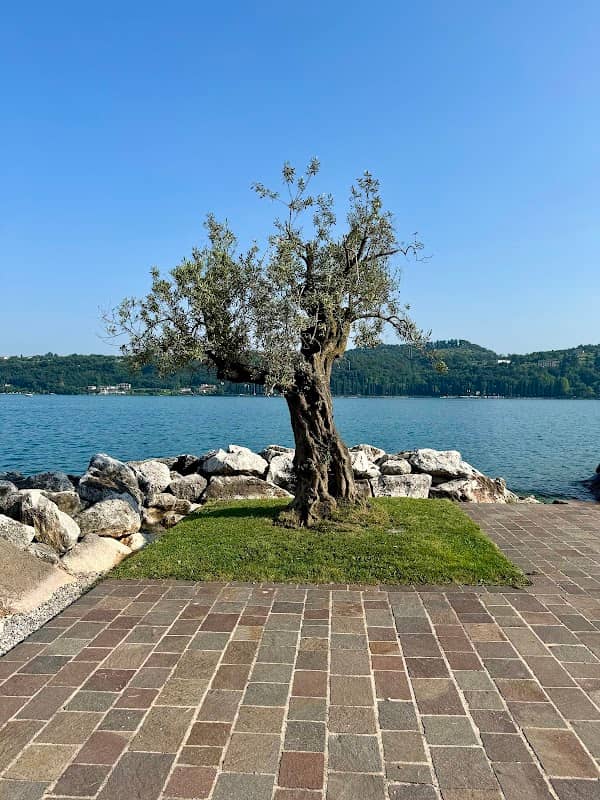 Il vecchio olivo - Image 1