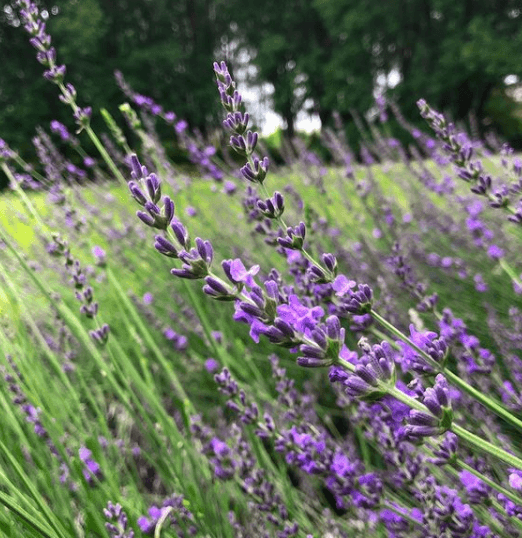 McCrory Gardens - Image 2