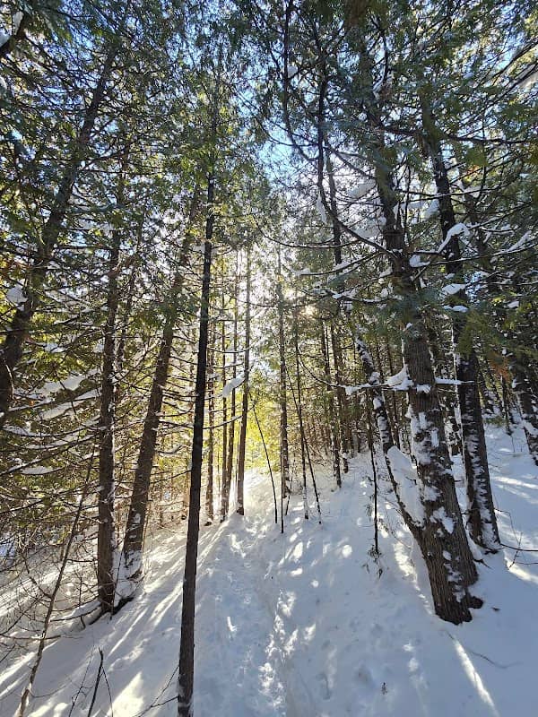 Enchanted forest side trail - Image 1