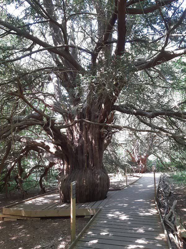 The Yew Tree Project - Image 1