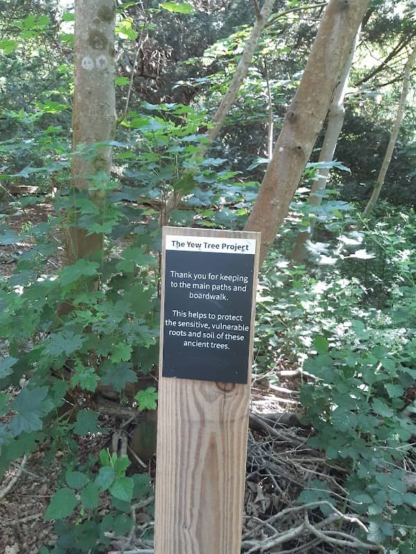 The Yew Tree Project - Image 2