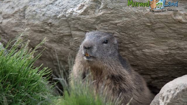 Murmelland-Zillertal - Image 1