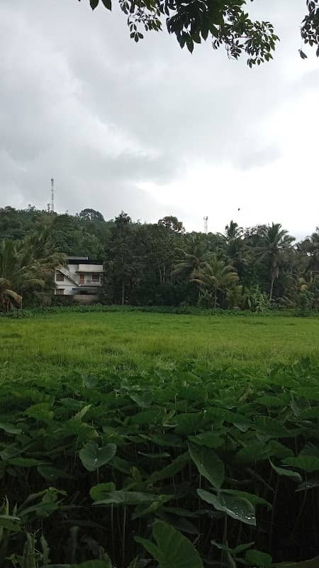 Vayal view - Image 1