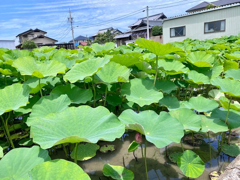 百町花はす田 - Image 1