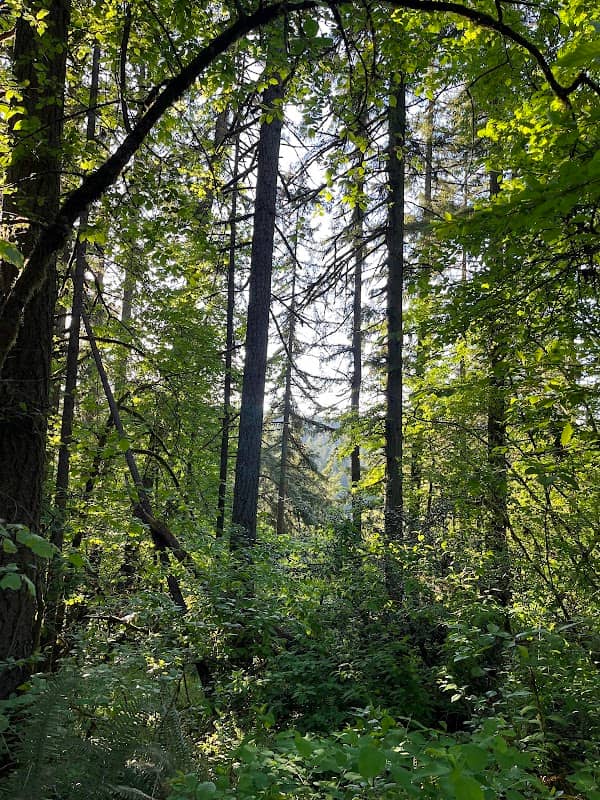 Croisan Creek Trail - Image 2
