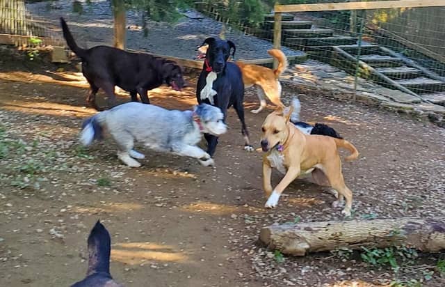 K9 Safari dog walking and pet sitting - Image 1