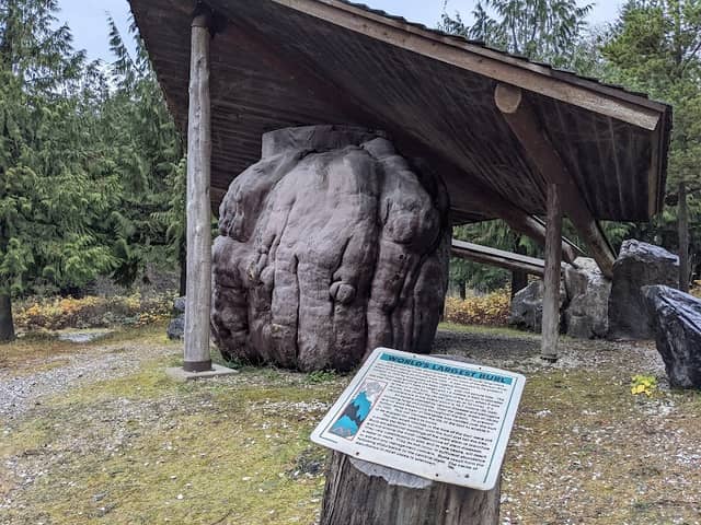 World’s largest Burl - Image 1