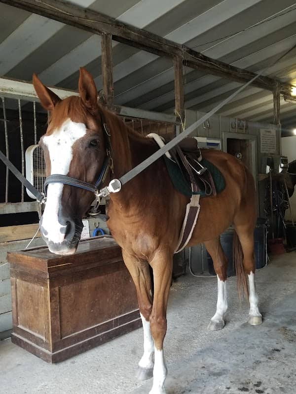 Silver Lining Equestrian Center - Image 2