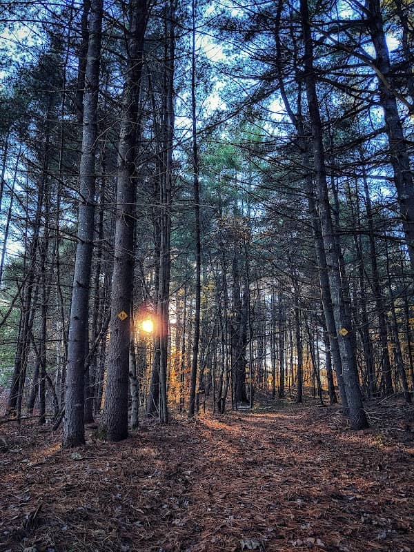 McCarthy Trail - Image 1