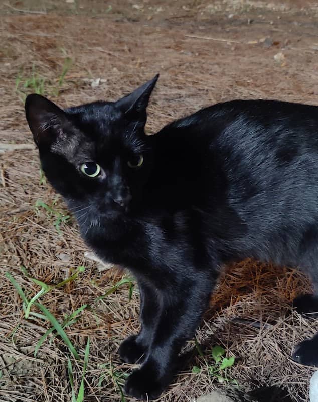 Cat Salem - Image 1