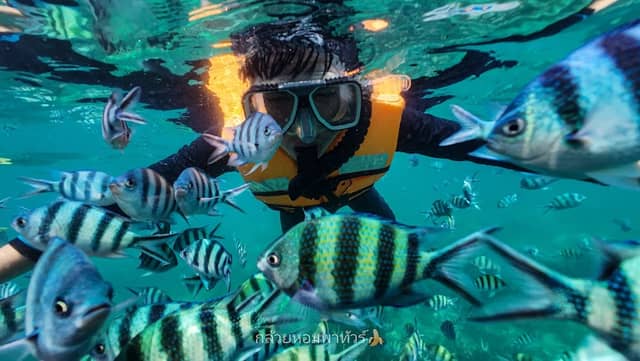 กล้วยหอมพาทัวร์ - ดำน้ำ ตกหมึก ตกปลา เกาะกูด Banana Speedboat Kohkood - Image 2
