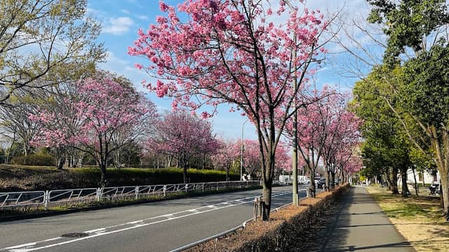 Nagaike Park - Image 2