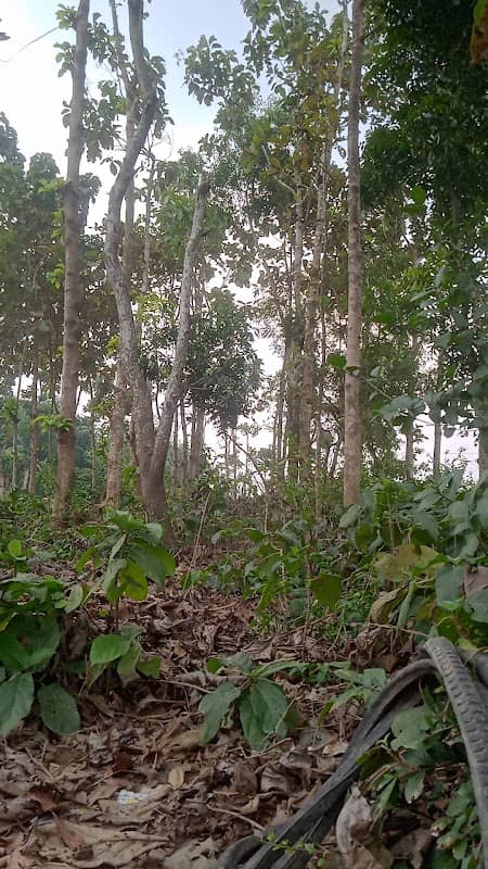 Segun Bagan - Image 1