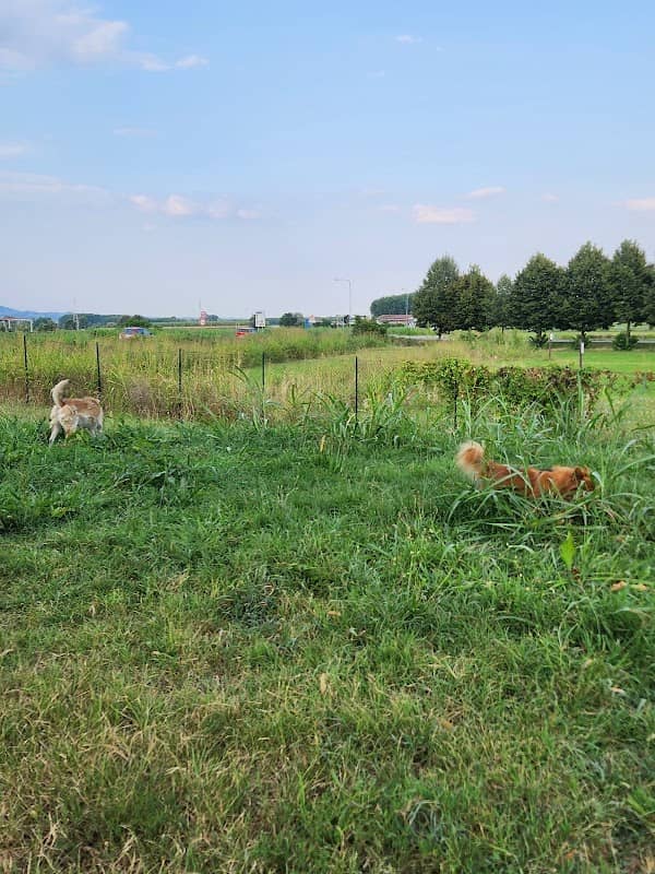 Area Cani - Image 1