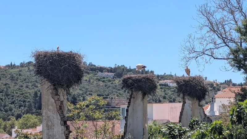 Stork’s nest - Image 1