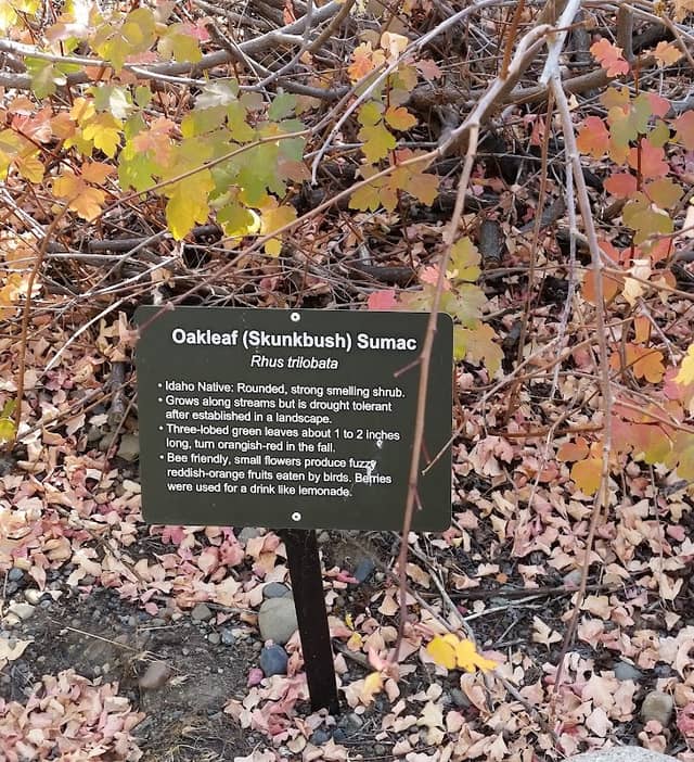 Hailey Native Plant Arboretum - Image 3