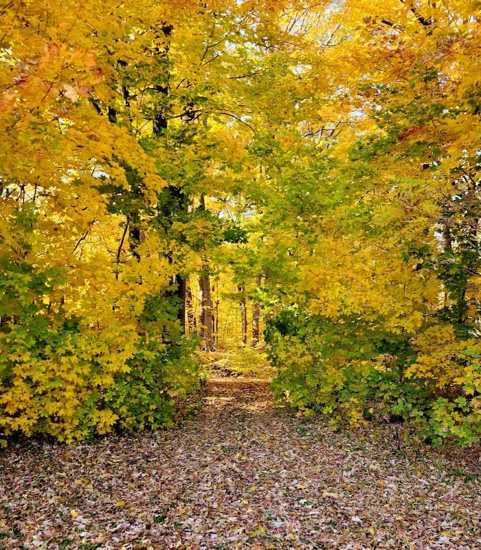 Hawthorn Hollow Nature Sanctuary & Arboretum - Image 2
