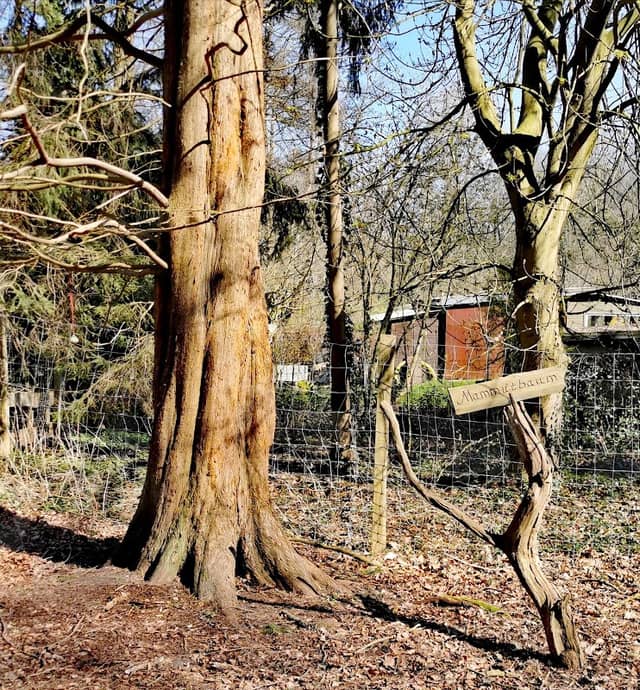 Mammutbaum - Image 3