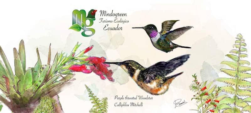 Mindogreen Turismo Ecológico - Image 1