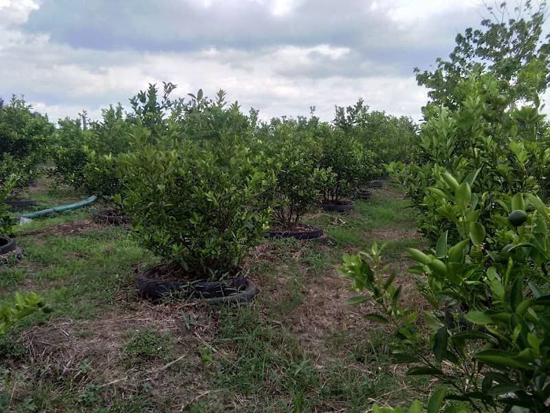 Suanque Calamansi Garden - Image 1