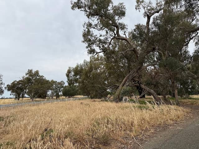 North of the Murray Trail - Image 1