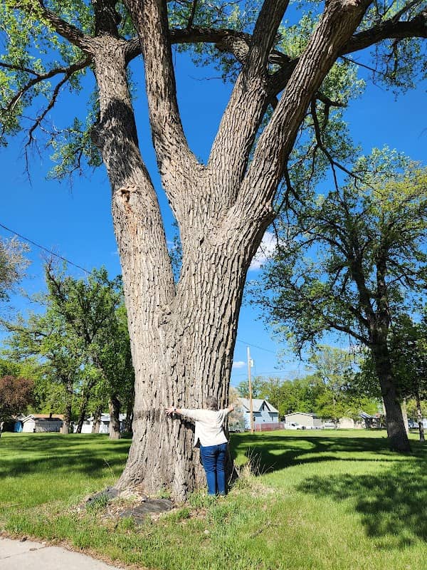 Biggest Cottonwood in Minot - Image 2