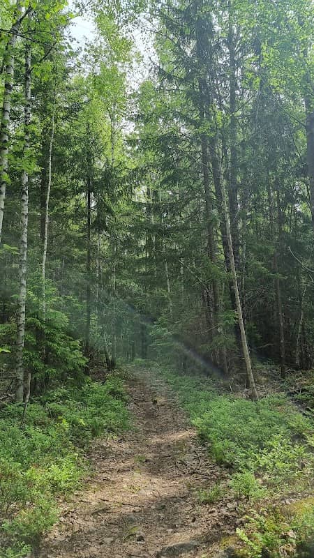 The Flemingsberg Forest Nature Preserve - Image 1