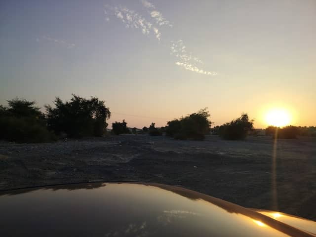 أشجار الوادي ابراء - Image 3