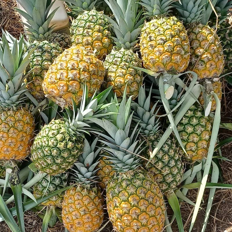 Pena AgroFarm - Image 1