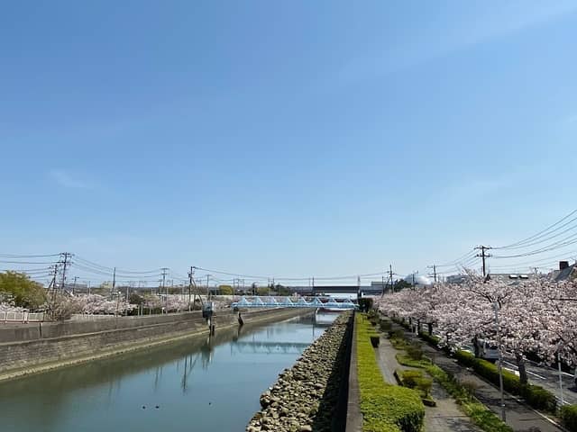 Mimyo River Cherry Promenade - Image 2