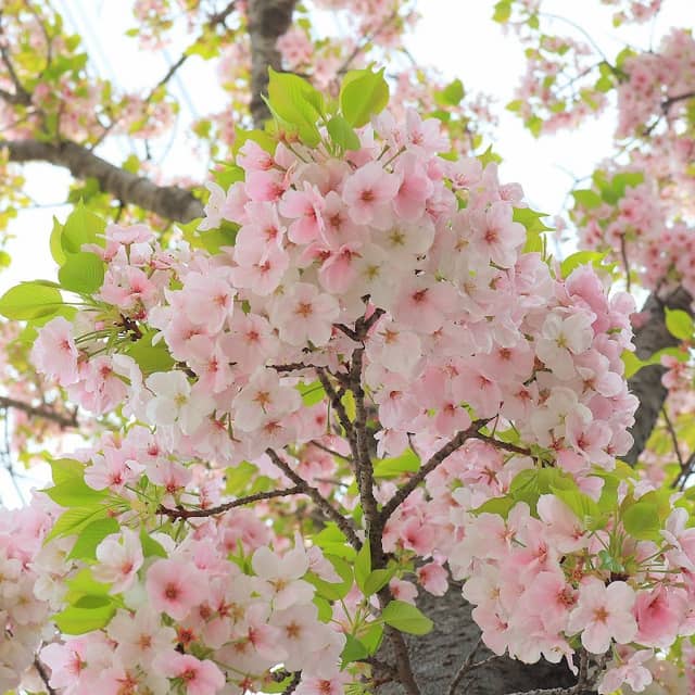 Mimyo River Cherry Promenade - Image 3