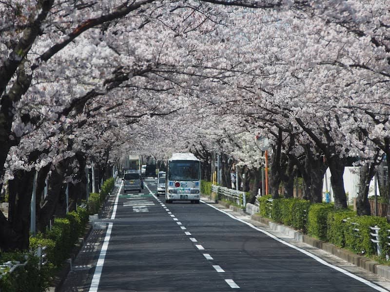 Mimyo River Cherry Promenade - Image 1
