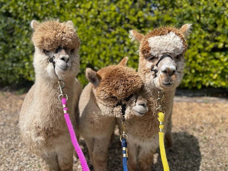 Tunstall Barns Alpacas - Image 1
