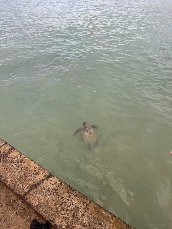 Turtle view point - Image 1
