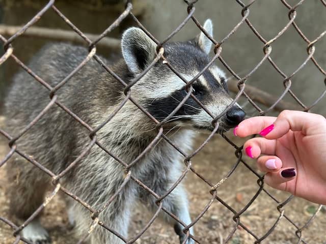 Minizoo Zemīši - Image 2