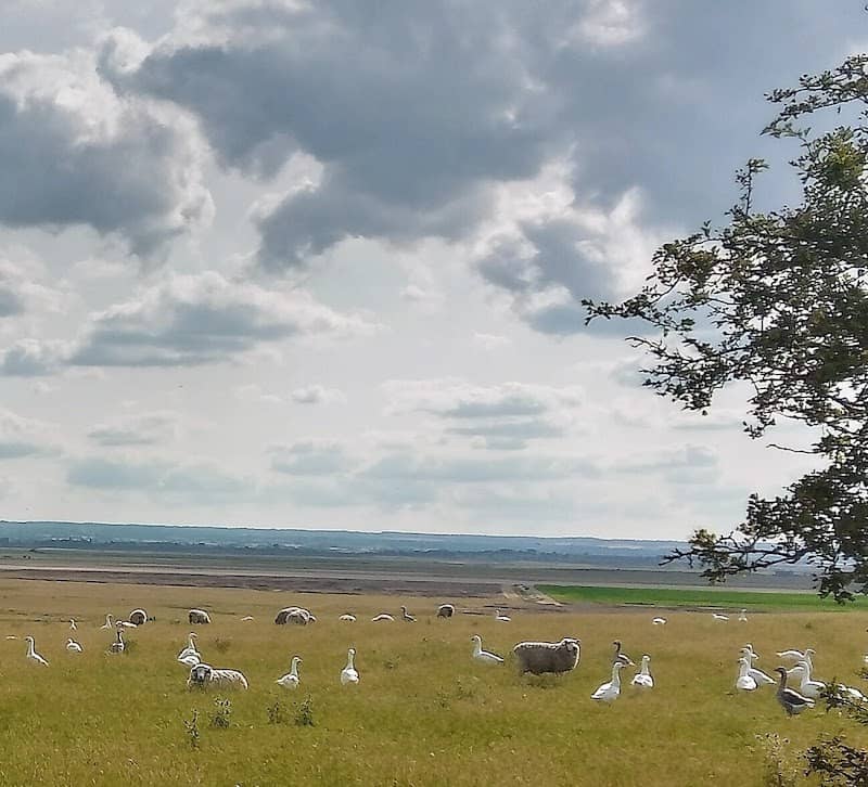 The Swale National Nature Reserve - Image 1