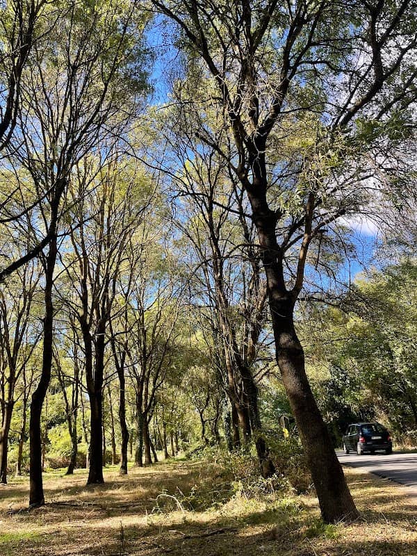 Bosco di ciliegi - Image 1