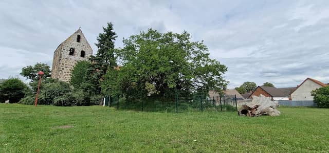 The mulberry tree from Schermen - Image 1