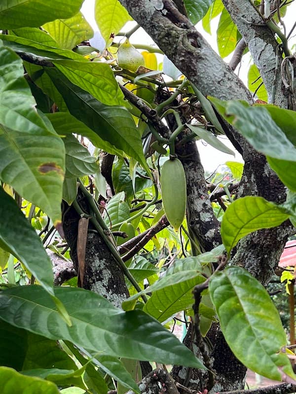 PUNTA CANA - Image 3