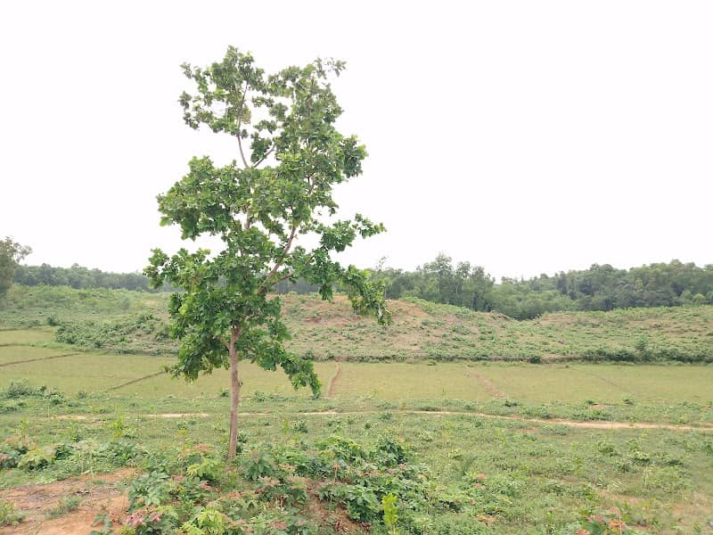 মিনি সাজেক - Image 2