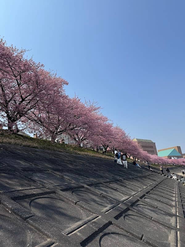 葵桜 岡崎 乙川河川敷 - Image 2