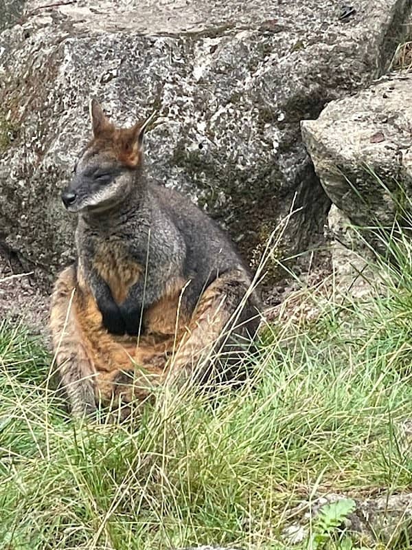 Wallaby's - Image 1