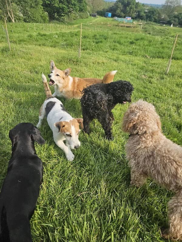 Great Oak Meadow Dog Park - Image 2