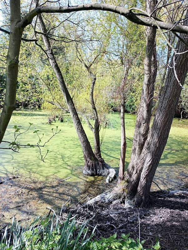 Swan Meadow Pond - Image 1